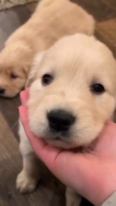 собачки 🐶 это милота!!! #собаки #врек #милашки #лабрадор - YouTube