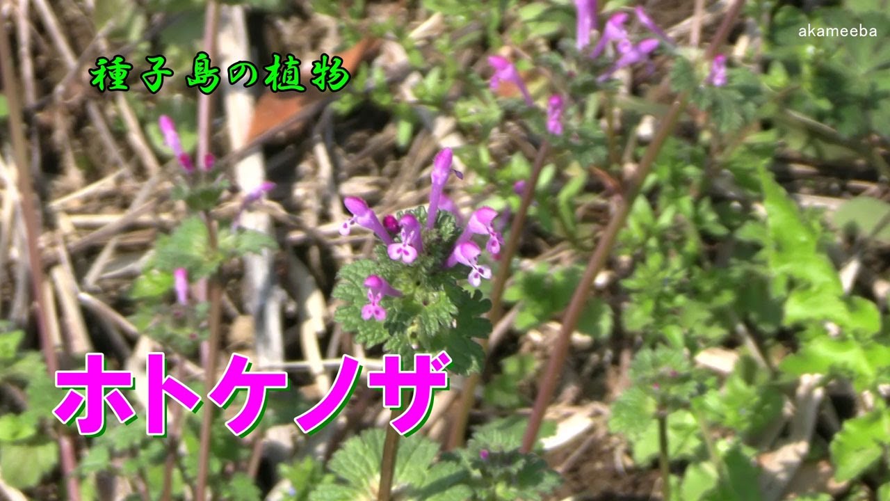 ホトケノザ 仲春のころ茎先に紅紫色の長い唇形花を咲かせた開花風景令