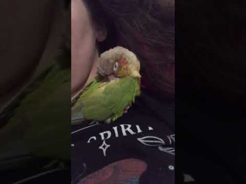 My parrot falling asleep #parrot #conure #parrots