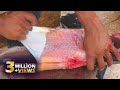 Amazing Big Pangas Fish Cutting Skills In Bangladish Fishing Market || Fillet Fish Slicing