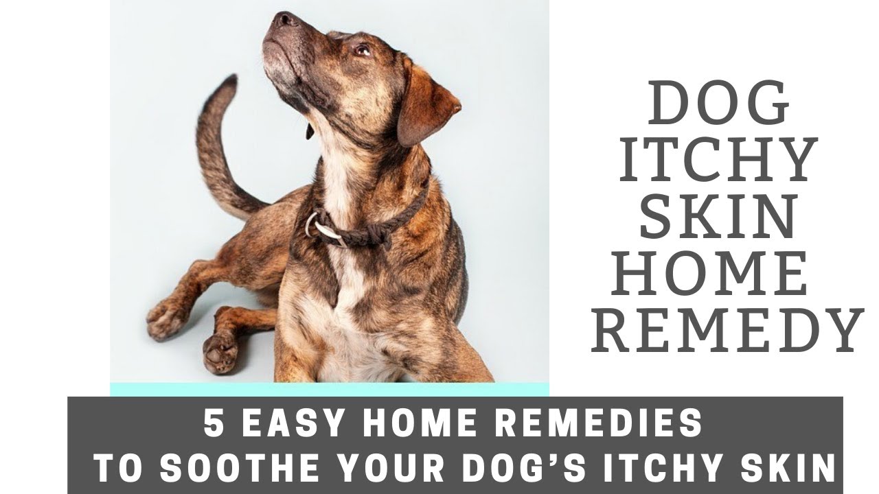 Dog Itchy Skin Home Remedy 5 Easy Home Remedies To Soothe Your Dogs