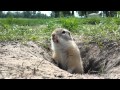 Кормим суслика (Feeding the Groundhog)