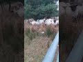 my sheep's gallore
