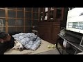 【秋田犬ゆうき】私を暖房代わりにするのはやめろ!と言いたいところだが暖かいので一緒に寝てしまう【akita dog】