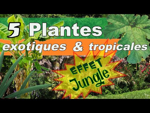 Vidéo: Cold Hardy Tropicals - En savoir plus sur les plantes tropicales qui poussent dans la zone 5