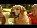 Healthy dogs and   Pets- natural food is a must