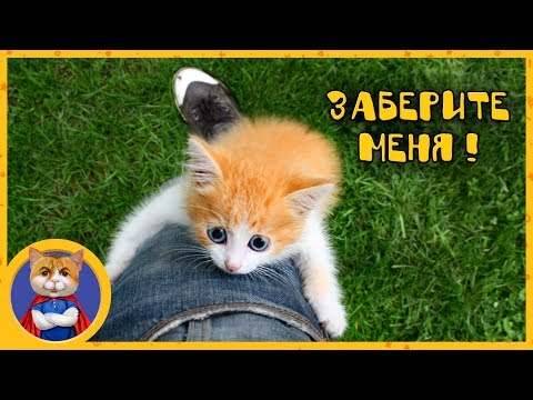 НАХОДКА И СПАСЕНИЕ ЕЩЕ ОДНОГО КОТЕНОЧКА Мими