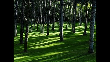 Blending Citrus Fertilizer in the Continental Rollo Mixer Batch Mixer