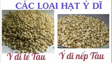 Các loại hạt ý dĩ các bạn cần biết khi mua