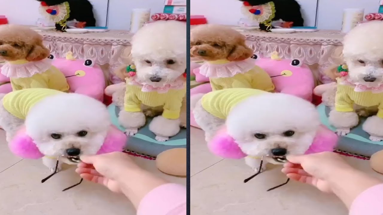 Kids' Comedy Gold Hilarious and Heartwarming Compilation  Gogo Kids Entertainment