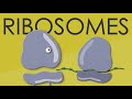 Ribosomes structure and function