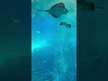 Bubble effect | Japan Aquarium | Explore Japan | Aswegow
