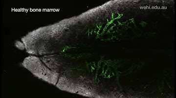 New research into body