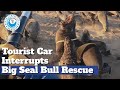 Tourist Car INTERRUPTS Big Seal Bull Rescue!!!