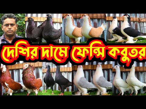 দেশি কবুতরের দামে ফেন্সি কবুতর কিনুন || ইতিহাসে এই প্রথম এতো সস্তা😲কম দামে কবুতর বিক্রি হবে