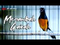 PANCINGAN PASTOL CEPET NGEPLONG DAN BONGKAR ISIAN | shama bird