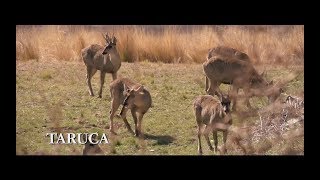 Taruca - Nueva Familia de Billetes, Animales Autóctonos de Argentina - $ 200