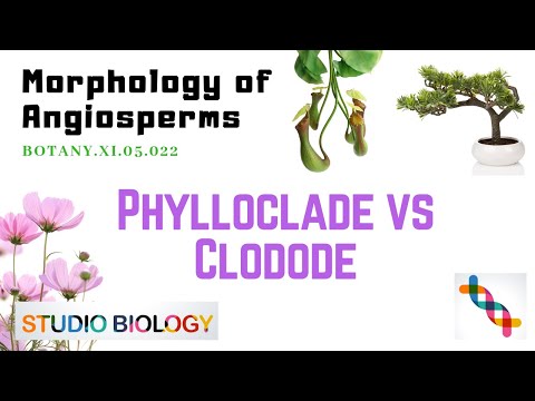 Vidéo: Le phylloclade a-t-il une croissance illimitée ?