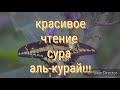 Красивое чтение суры аль Курайш. Чтец Ахмад аль Аджми