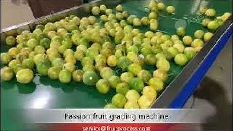 🌟 Passion Fruit Rolling Grading & Packing Machine - Smart Size & Weight Sorting!