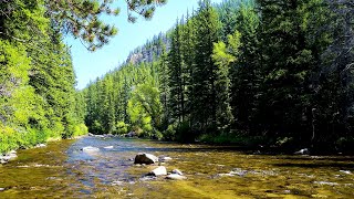 The Best of 4k Taylor River Stream in USA. Relaxing River Sounds, White Noise for Sleep, Study.