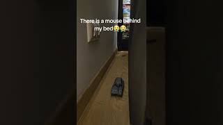 There Is a Mouse Behind My bed (NOT MINE!) #memes #meme