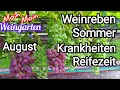 Weinrebe Sommer Falscher Mehltau Reifezeit August
