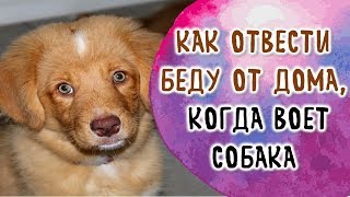 Как отвести беду от дома, когда воет собака. Воет собака дома | Эзотерика для Тебя Советы Приметы Как отвести беду от дома, когда воет собака. Воет собака дома | Эзотерика для Тебя Советы Приметы