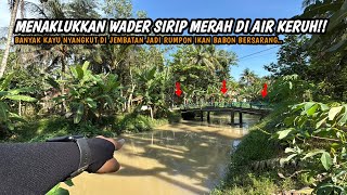Download Lagu WADER SIRIP MERAH DIJAMIN TAKLUK PAKAI CARA INI!! Mancing wader teknik pecut di air keruh umpan uler MP3