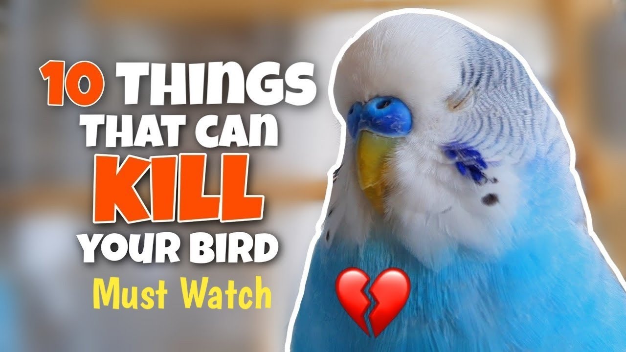 These 10 Things 🥺 can kill your Birds Budgies parrots Lovebirds YouTube