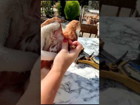 Вакцинация от оспы