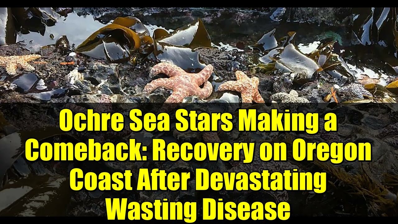 Ochre Sea Stars Making a Comeback: Recovery on Oregon Coast After Devastating Wasting Disease