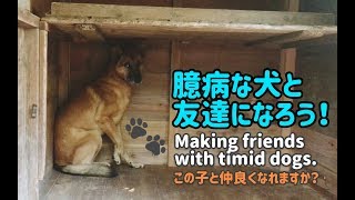 臆病な犬と友達になろう Making Friends With Timid Dogs Youtube
