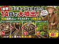 絶対に捨てないで！スーパーのゴミキノコを土に埋めた結果…『収穫5倍』（肥料代0円）#家庭菜園 #有機農業 #自然農法