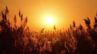 Ахмад Аль Абид Очень красивое чтение Корана