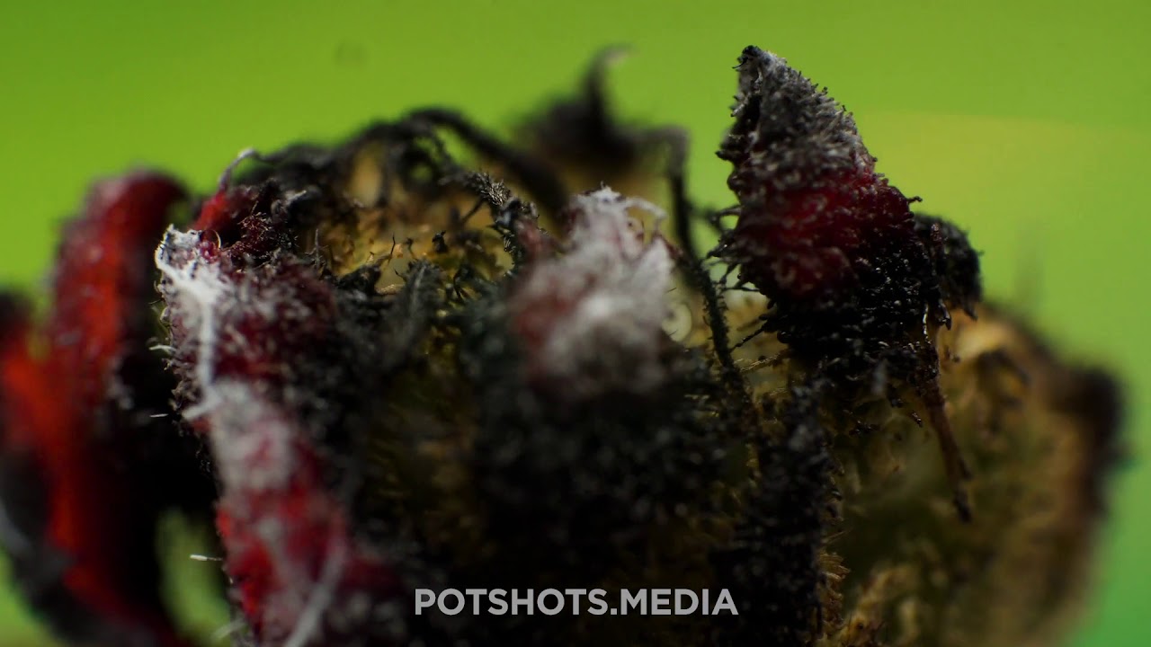 JungleBoys JungleCake Burnshot