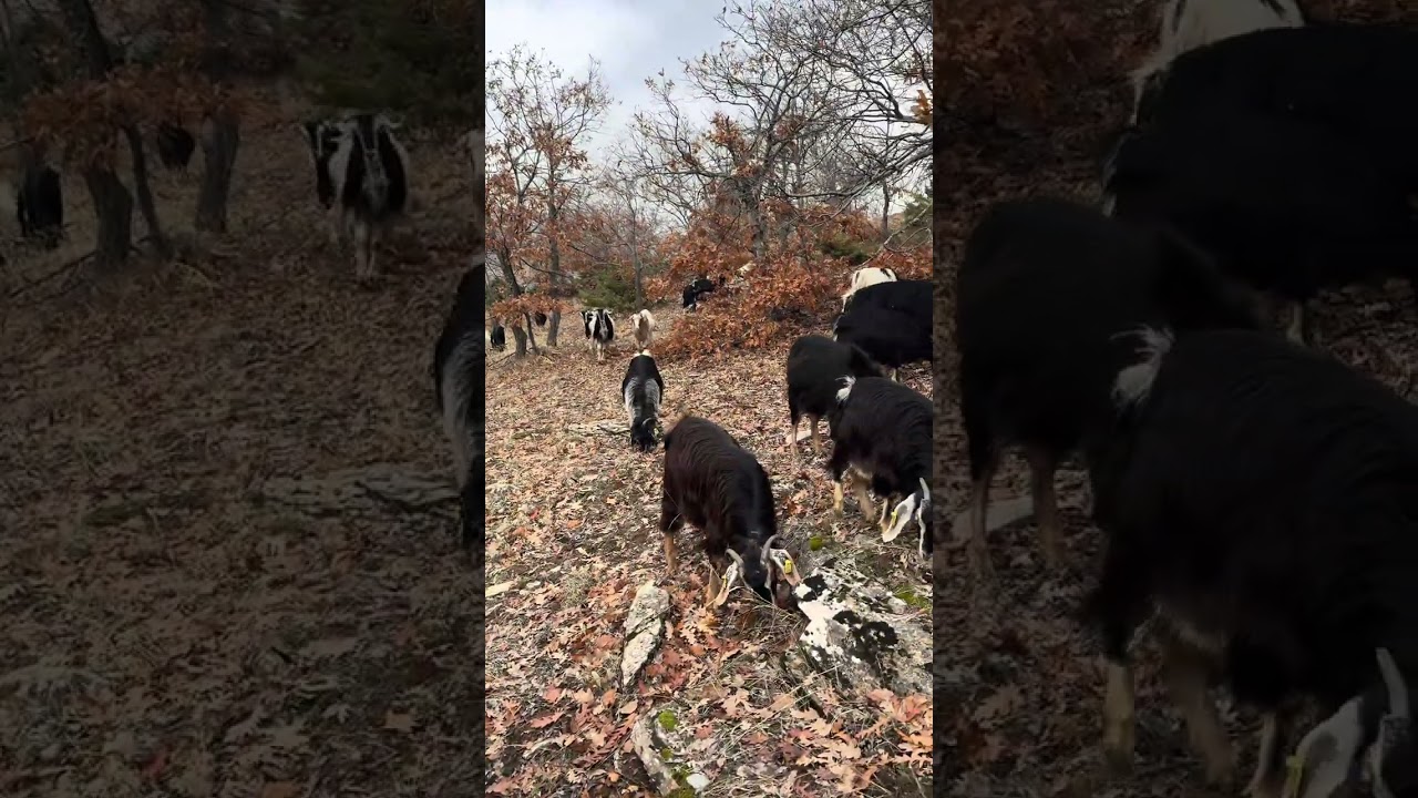 ENGİZEKLERİN ÇOBANI 🐐🐶#keşfet #öneçıkar #köyhayatı #keçi #kangal #doğalhayat #mutlakaizle 