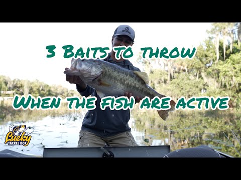 3 baits to throw when fish are ACTIVE