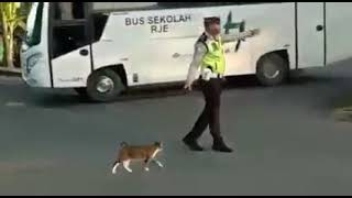 Traffic Police Help Cat Cross The Street The most beautiful moment ever seen 🥰  #animals #cat screenshot 5