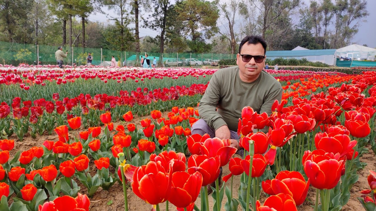 Tulip garden Palampur Himachal Pradesh YouTube
