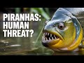 The Truth About Piranha Attacks! Can Piranhas Eet Humans?