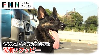 【特集】“鼻の捜査官”警察犬に密着