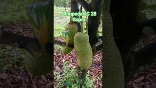 Cempedak C 28 Super review shorts cempedak viral viral viralshorts malaysia