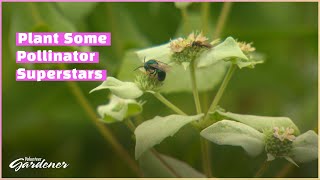 Pollinator Plants for the Garden | Volunteer Gardener