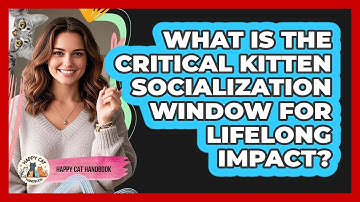 What Is The Critical Kitten Socialization Window For Lifelong Impact? - Happy Cat Handbook
