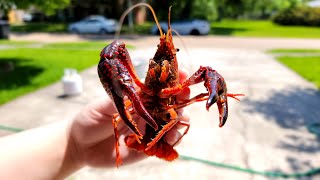 Super Delicious Monster Crawfish Boil 4K - 2022