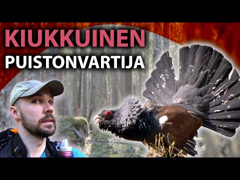 KIUKKUINEN PUISTONVARTIJA Pyhä-Häkin kansallispuistossa - Yönyliretki Tulijärven polulle