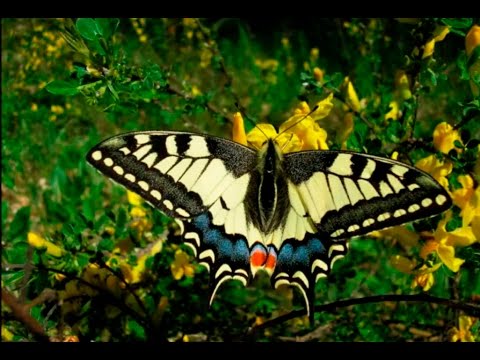 Насекомые Заповедника "Галичья Гора" Бабочки Парусники Papilionidae