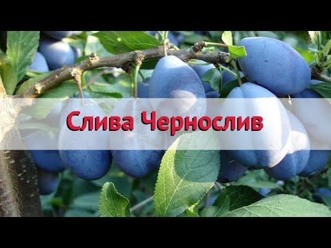 Слива обыкновенная Чернослив 🌿 Обзор: посадка и уход. саженцы сливы: описание и особенности