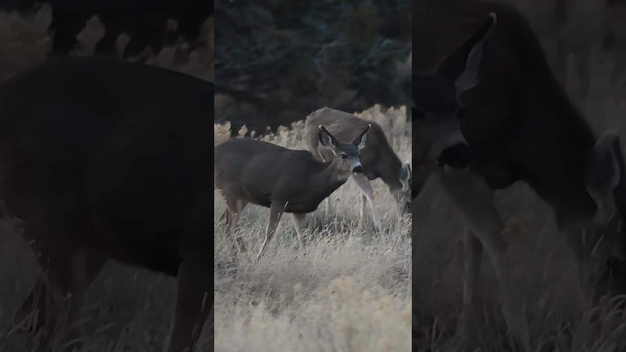 Wildlife Drive 2 - blue hour deer  #photography #deer #wildlife #sunset